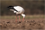 Weissstorch6.JPG