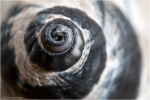 Wellhornschnecke3.jpg