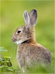 Wildkaninchen1.JPG