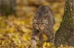Wildkatze_-_der_Kater.JPG