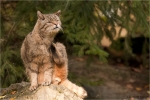 Wildkatze_m4.jpg