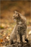 Wildkatze_w1.jpg