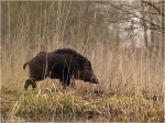 Wildschwein2.JPG