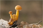 Winterpilz1.JPG