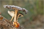 Winterporling1.jpg