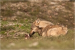Wolf10.JPG