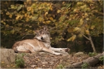 Wolf12.JPG