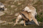 Wolf13.JPG