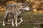 Wolf5.JPG