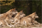Wolfsrudel1.jpg