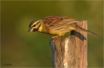 Zaunammer_m020a.jpg