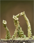 cladonia_5pc1.jpg