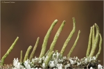 cladonia_ciniocraea1.JPG
