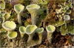 cladonia_fimbriata1.jpg