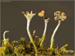 cladonia_rei1.JPG