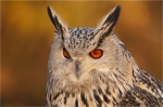 sibirischer_Uhu_m.JPG