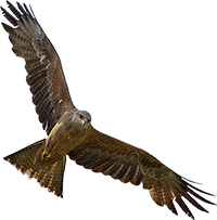 Vogel Logo 1