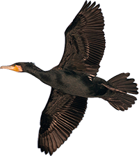 Vogel Logo 2